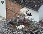 Capi_Dubne_20250606_075004.jpg