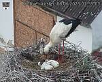 Capi_Dubne_20250606_075503.jpg
