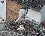 Capi_Dubne_20250606_080504.jpg