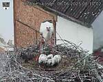 Capi_Dubne_20250606_081002.jpg