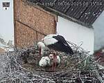 Capi_Dubne_20250606_081504.jpg