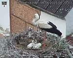 Capi_Dubne_20250606_082003.jpg