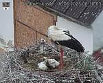Capi_Dubne_20250606_083003.jpg