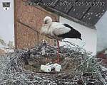 Capi_Dubne_20250606_085502.jpg