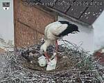 Capi_Dubne_20250606_094004.jpg
