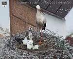 Capi_Dubne_20250606_094503.jpg