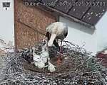 Capi_Dubne_20250606_095003.jpg
