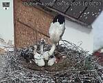 Capi_Dubne_20250606_100003.jpg