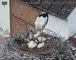 Capi_Dubne_20250606_100504.jpg