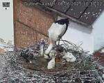 Capi_Dubne_20250606_101002.jpg