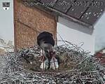 Capi_Dubne_20250606_101503.jpg
