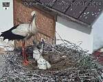 Capi_Dubne_20250606_102004.jpg