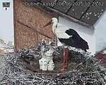 Capi_Dubne_20250606_102502.jpg