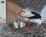Capi_Dubne_20250606_103004.jpg