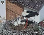 Capi_Dubne_20250606_103503.jpg