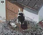 Capi_Dubne_20250606_104003.jpg
