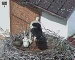 Capi_Dubne_20250606_104503.jpg