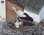 Capi_Dubne_20250606_105004.jpg