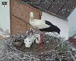 Capi_Dubne_20250606_105503.jpg