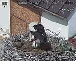 Capi_Dubne_20250606_110002.jpg