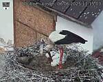 Capi_Dubne_20250606_111503.jpg