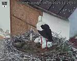 Capi_Dubne_20250606_112503.jpg