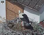 Capi_Dubne_20250606_113003.jpg