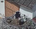 Capi_Dubne_20250606_113504.jpg