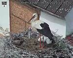 Capi_Dubne_20250606_114002.jpg