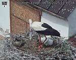 Capi_Dubne_20250606_114504.jpg