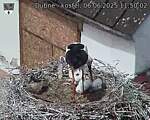 Capi_Dubne_20250606_115002.jpg