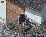 Capi_Dubne_20250606_115503.jpg