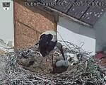 Capi_Dubne_20250606_120002.jpg