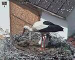 Capi_Dubne_20250606_121003.jpg