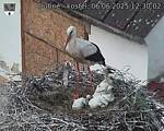 Capi_Dubne_20250606_123002.jpg
