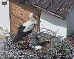 Capi_Dubne_20250606_123503.jpg