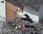 Capi_Dubne_20250606_124003.jpg