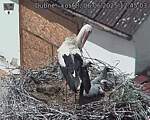 Capi_Dubne_20250606_124503.jpg