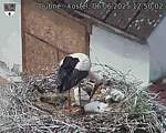 Capi_Dubne_20250606_125002.jpg