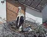 Capi_Dubne_20250606_130002.jpg