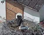 Capi_Dubne_20250606_130503.jpg