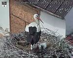 Capi_Dubne_20250606_131003.jpg