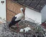 Capi_Dubne_20250606_132003.jpg
