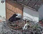 Capi_Dubne_20250606_132502.jpg