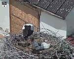 Capi_Dubne_20250606_133004.jpg