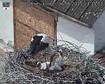 Capi_Dubne_20250606_133502.jpg