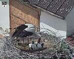 Capi_Dubne_20250606_134003.jpg