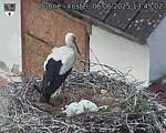 Capi_Dubne_20250606_134502.jpg