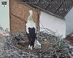 Capi_Dubne_20250606_135503.jpg