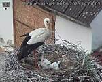 Capi_Dubne_20250606_140003.jpg